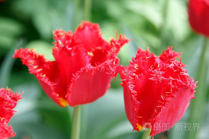 特里流苏红色郁金香在只是被背景