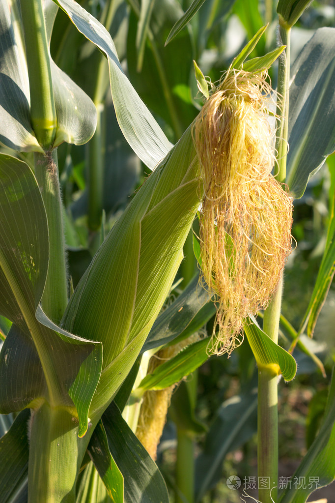 玉米穗特写