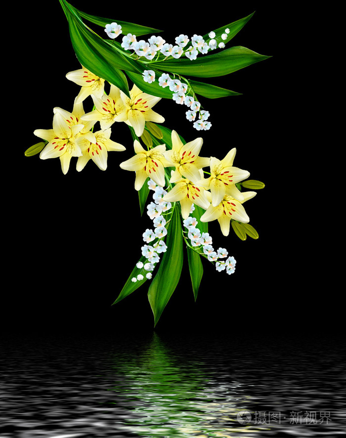 孤立在黑色背景上的花百合