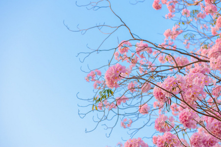 重蚁糠疹是一种粉红色的花新热带树和蓝蓝的天空