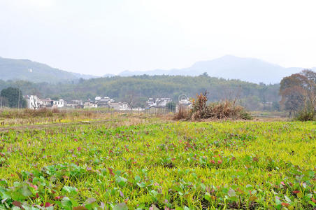 乡村水田