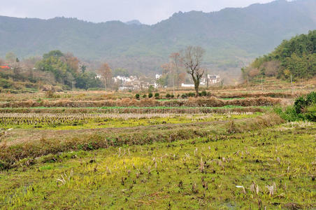 乡村水田