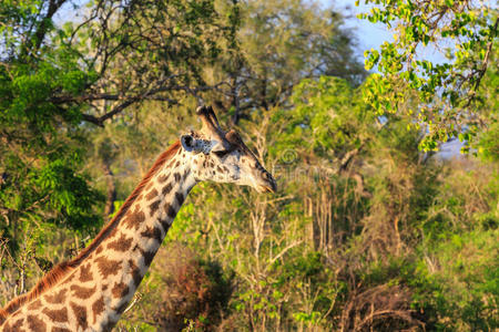 非洲风景中的近距离长颈鹿
