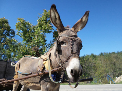 驴车图片