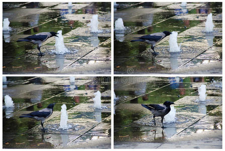 公园池边的乌鸦喝水