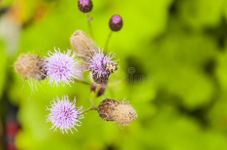 花上的甲虫