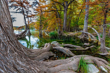 德克萨斯州加纳州立公园柏树的大而粗糙的根