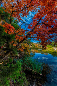 德克萨斯州失落的枫树州立公园的鲜红叶