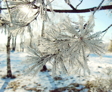 白雪皑皑的松枝