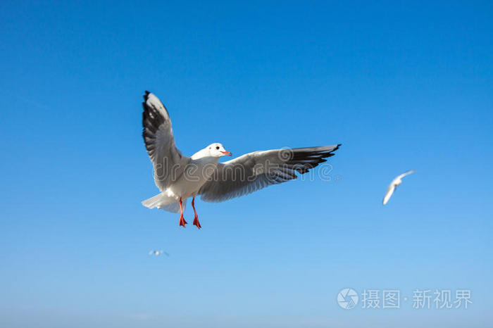 海鸥飞翔