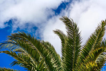 蓝天背景上的棕榈叶