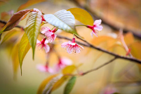 喜马拉雅野生樱花