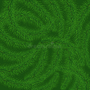 一棵圣诞树的绿色多刺树枝的背景