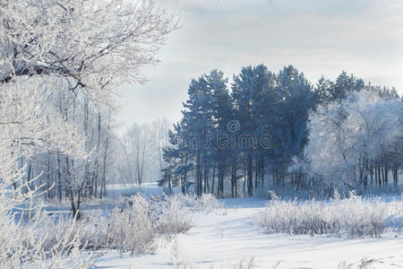 冬天的景色，白雪覆盖的田野，树木