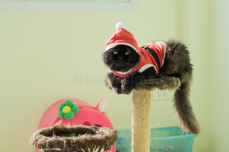 公寓猫上的黑色圣诞猫