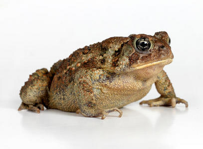 铲脚蟾蜍图片
