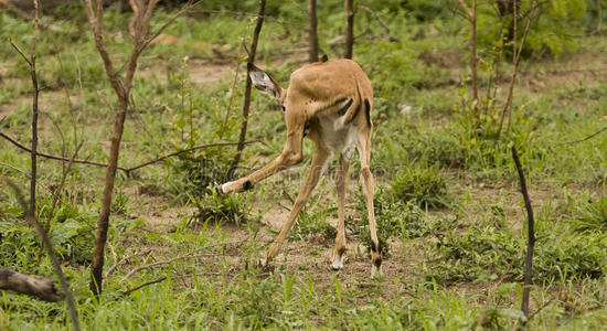 南非克鲁格国家公园萨凡纳的黑斑羚