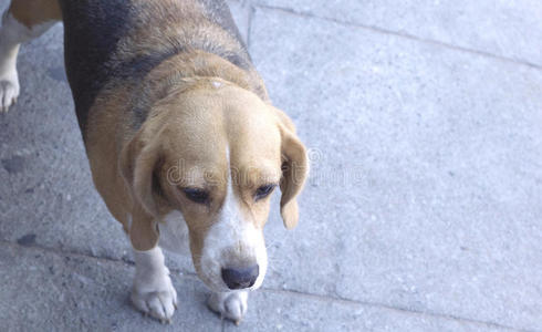 特写比格犬寻找