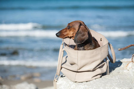 泰克狗卡在袋子里了照片