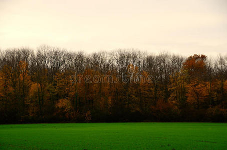 秋天的森林和绿色的田野