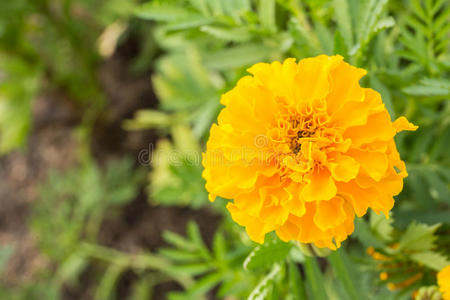 花瓣 幸福 美丽的 自然 植物区系 夏天 美女 万寿菊 春天