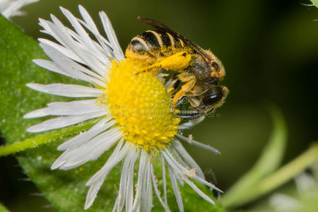 蜜蜂在雏菊上吃花粉