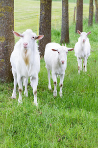 乳制品 哺乳动物 山羊胡子 牛奶 农业 农事 自然 山羊