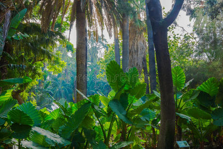 美丽的 自然 环境 美女 公园 丛林 树叶 芋头 雨林 里卡