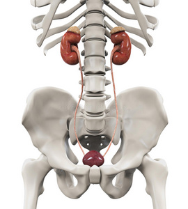 女人体解剖图肾的位置图片
