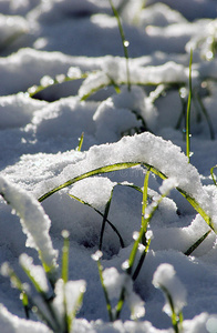 雪上的草