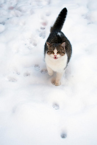 雪地里的猫