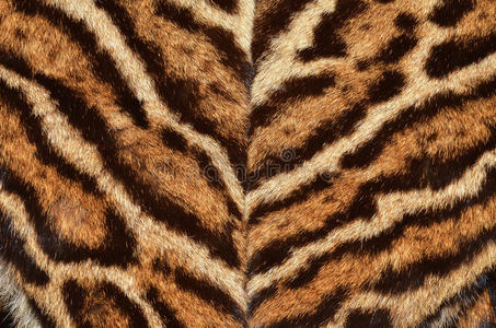 动物 皮肤 亚马逊 哺乳动物 科学 猫科动物 非洲 丛林
