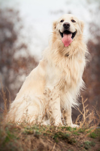 小金毛猎犬