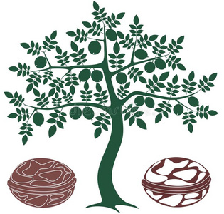 核桃瓜子图片-核桃瓜子素材-核桃瓜子插画-摄图新视界