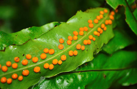 山苍子孢子图片
