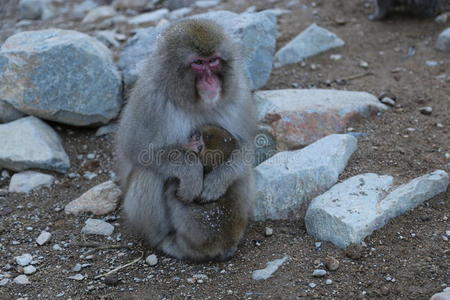 长野 野生动物 哺乳动物 猕猴 寒冷的 日本人 冬天 猴子