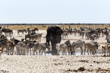 非洲大象和斑马和羚羊一起喝酒