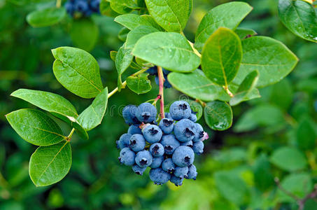 夏天 灌木 食物 抗氧化剂 水果 农业 自然 有益健康 分支