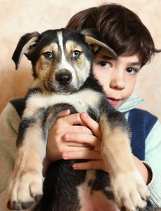 犬科动物 动物 鼻子 孩子们 可爱极了 同伴 小狗 儿童