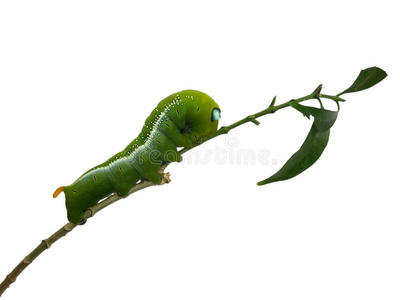 蝴蝶 昆虫 鳞翅目 毛虫 飞蛾 动物 树叶 幼虫 害虫 蠕虫