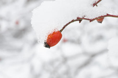冻结 分支 玫瑰 水果 植物区系 草本植物 公园 冬天 季节