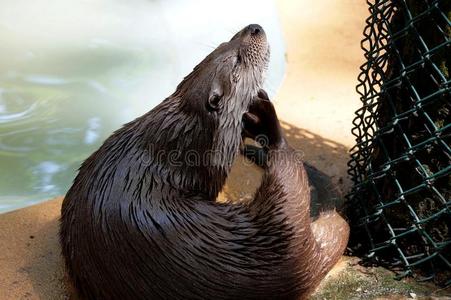 野生动物 有趣的 动物群 鼬科 海豹 海狸 水獭 络腮胡子