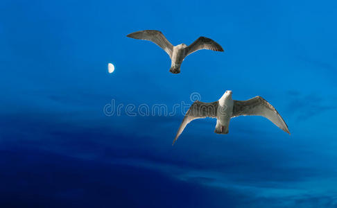 蓝色的月亮和海鸥
