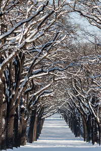 在冬天的风景中有几行树的小巷