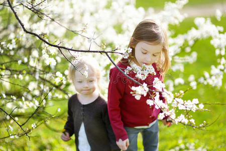 幸福 盛开 复活节 花园 樱桃 女孩 拥抱 持有 美丽的