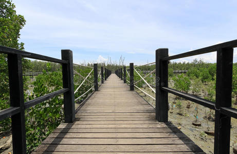 旅游业 自然 运行 码头 生长 目标 红树林 植物 旅行