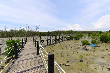 生长 形象 丛林 旅行 环境 风景 红树林 运行 防波堤