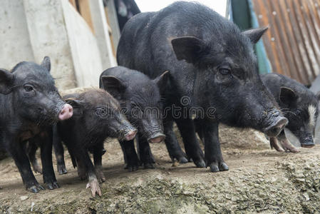 聪明的猪五只猪照片