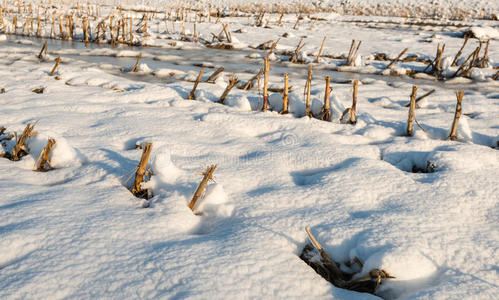 玉米茬在雪中从近处