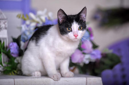 黑白小猫简笔画图片